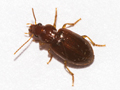 Bradycellus harpalinus